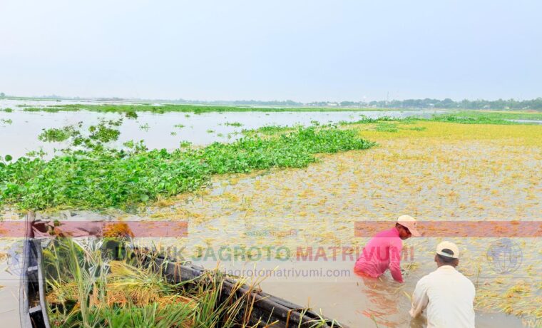 অতিবৃষ্টিতে নাসিরনগরের হাওরে ৬৫ হেক্টর বোরো ধান তলিয়ে, দুশ্চিন্তায় শতাধিক কৃষক