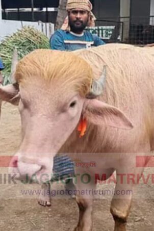 নারায়ণগঞ্জে ঈদের আর্কষণ মহিষ ‘ডোনাল্ড ট্রাম্প’